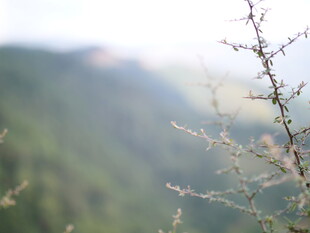 山间细枝 朦胧绿意初显