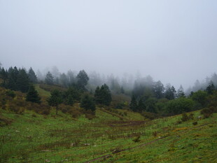 山间雾霭中的葱郁树林