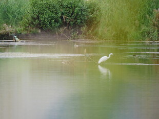 白鹭于水边悠然伫立