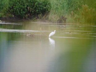 白鹭于水边悠然伫立