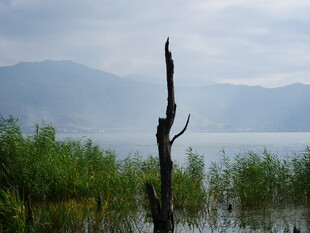 湖畔枯木 静美自然景象