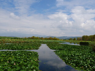 水上绿植景观 清新自然