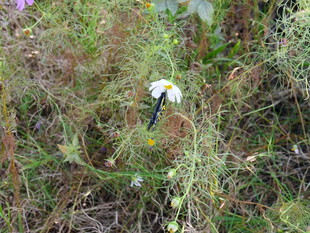 草丛中的白色小花