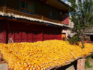 农家院晾晒的金黄丰收果实