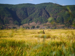 山间金黄田野中的景象