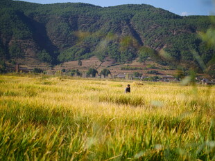 田野中的孤独身影