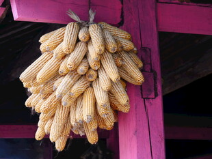 悬挂的金黄玉米串