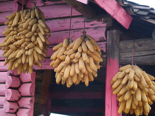 屋檐下悬挂的金黄玉米