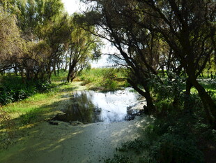 林间小溪 自然清新景致