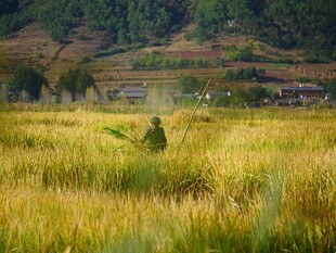 金黄麦田中的孤独身影