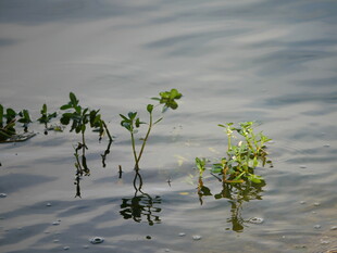 水中绿植 展现自然生命力