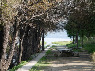 林荫小道 静谧自然景致