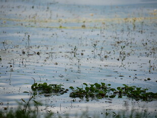 水域中的水生植物景观