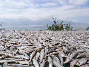 湖畔死鱼堆积成壮观景象
