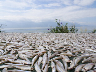 湖畔死鱼堆积场景