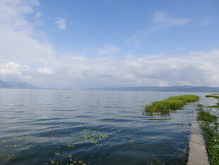 湖畔风光 水波与绿植相映
