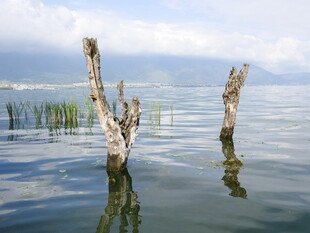水中枯木 静谧湖景