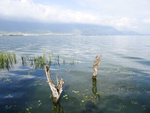水中枯木的静谧湖景