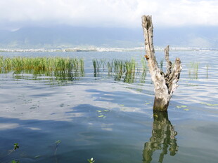 水中枯树 静谧自然景象