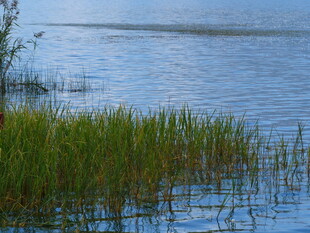 湖畔水草 静谧自然景致