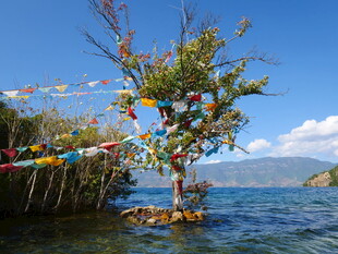 水中孤树挂经幡