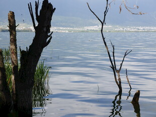 水边枯木与宁静波光