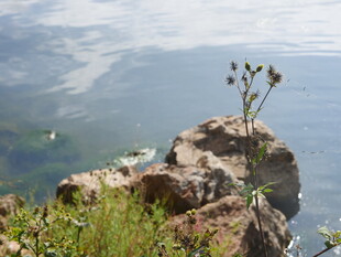 岩石上的顽强植物