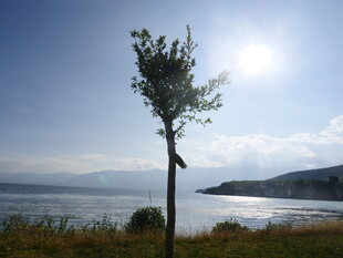 湖畔孤树映蓝天