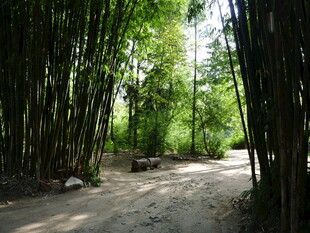 竹林中的幽静小路