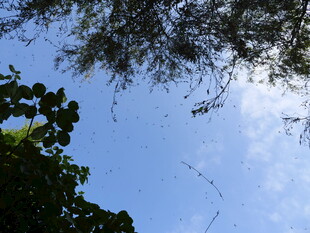 仰视蓝天绿树的自然景致