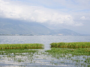 湖畔水草与远山美景