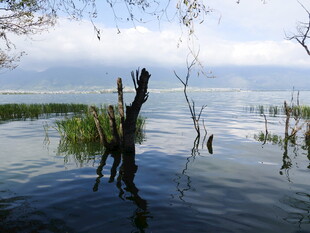 水中枯木与蓬勃水草景象
