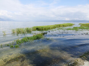 湿地风光 水草与水域景致