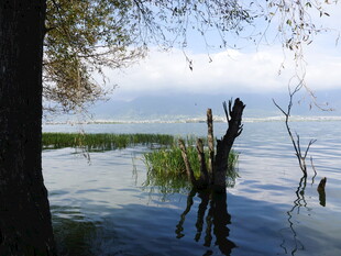 湖畔枯木与宁静水面景色