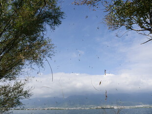 湖畔风光 树木与蓝天相衬