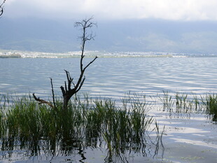 湖畔枯树与水草的景致
