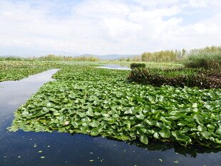 水上繁茂的水生植物景观