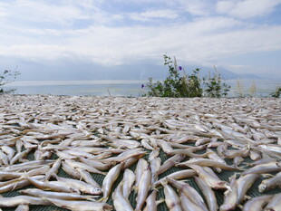 海滩上大量死鱼堆积