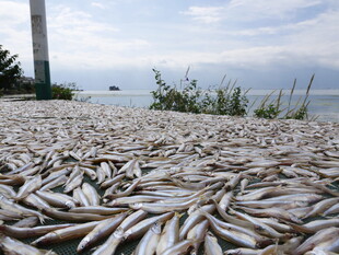 海滩上大量死鱼堆积