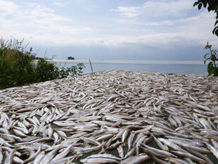 海滩上堆积的大量死鱼