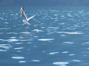 海鸥于海面展翅飞翔