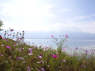 海边烂漫绽放的多彩野花