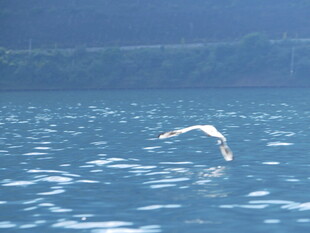 海鸥翱翔于蓝色湖面