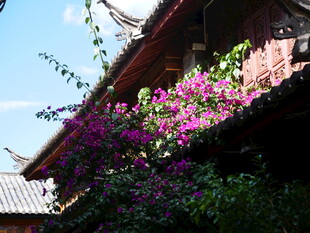 古建旁绽放的艳丽三角梅