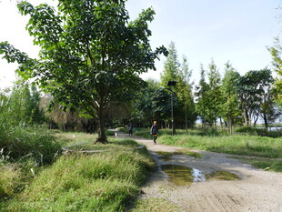 乡间泥泞小路旁绿意盎然