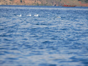 蓝水之上飞翔的白色鸟儿