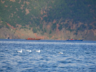 海上飞鸟与远处船只景象