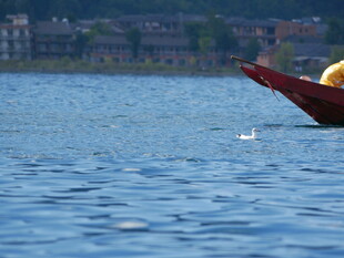 湖上红船与跃出水面的鱼