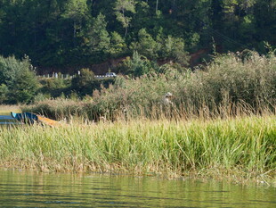 河畔草地与远处山林景色
