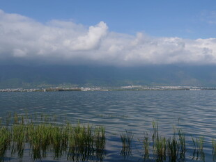 湖畔风光 水草与蓝天相映